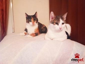 Ράτσα: Γάτα του Αιγαίου | Ηλικία: 8 μηνών | Φύλο: Θηλυκό | Αρ. Microchip: 982121212121212 | Περιοχή: Αττική